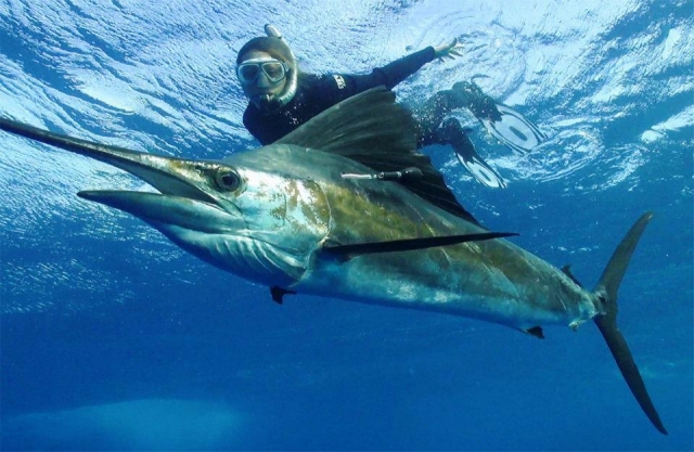 Snorkel con Sailfish